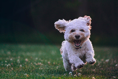 image of white dog running