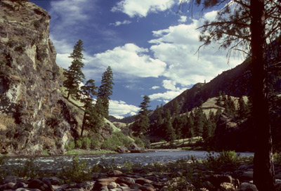 mountains with trees and river