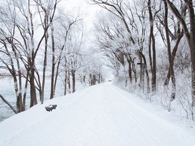 tree lined snowy path