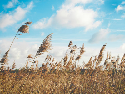 Sunny blue sky over a wheat field
