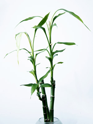 bamboo in vase