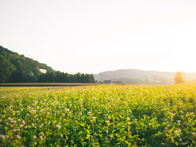 Sun shining on green field
