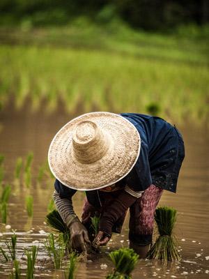 rice farmer