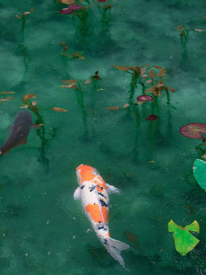 koi fish in pond
