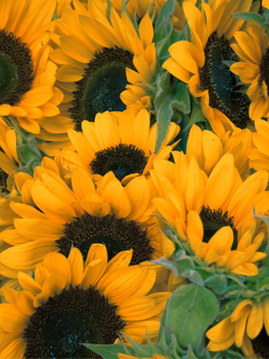 sunflowers